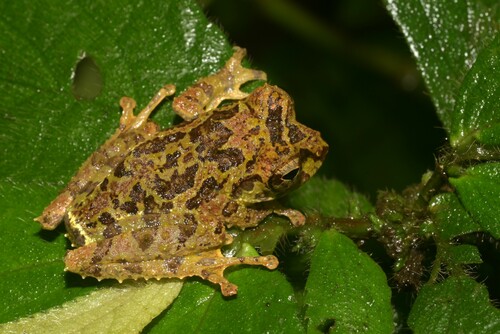 Mossy Bush Frog, Philautus macroscelis