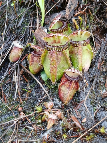 Image of Cephalotus follicularis by (c) Leon Perrie, some rights reserved (CC BY)