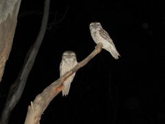 Podargus strigoides strigoides