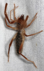 Eremobatidae