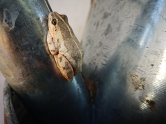 Hyperolius viridiflavus