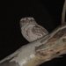 Eastern Tawny Frogmouth - Photo (c) Matthew Connors, some rights reserved (CC BY-NC-SA), uploaded by Matthew Connors