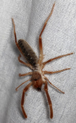 Eremobatidae