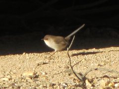 Malurus cyaneus cyanochlamys