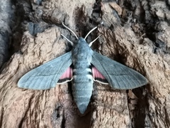 Hyles vespertilio