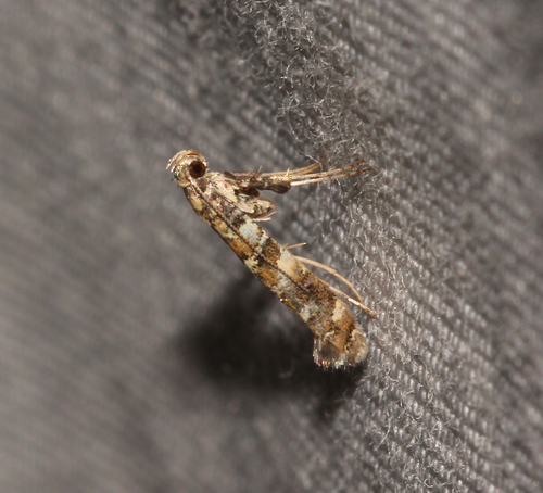 Lilac Leafminer Moth