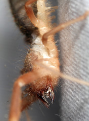 Eremobatidae