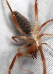 Eremobatidae