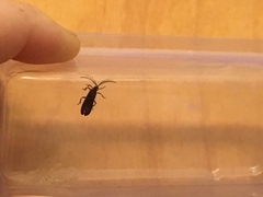 Leptoceletes basalis