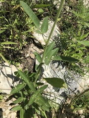 Desmodium illinoense