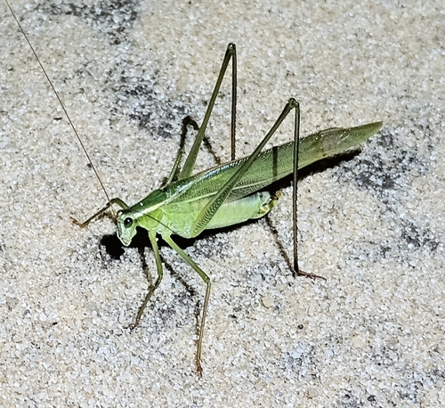 Texas Bush Katydid photo 2