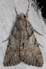 Catocala verrilliana