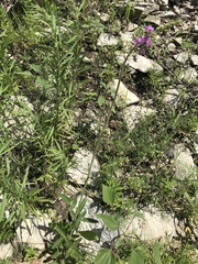 Desmodium illinoense