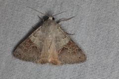 Drasteria scrupulosa