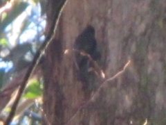 Cormobates leucophaea leucophaea