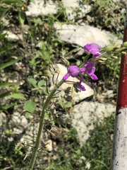 Desmodium illinoense