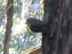 Eopsaltria australis australis