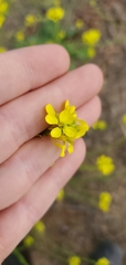 Hirschfeldia incana