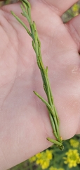 Hirschfeldia incana
