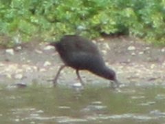 Gallinula tenebrosa tenebrosa