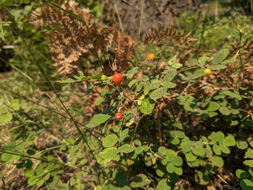 Pygmy Rose (Rosa bridgesii)