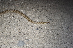 Arizona elegans eburnata