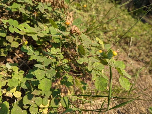 Foto de Rosa-do-mato