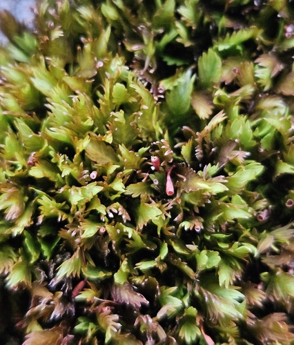 Image of Fissidens dubius by (c) Helen Waterman, some rights reserved (CC BY)