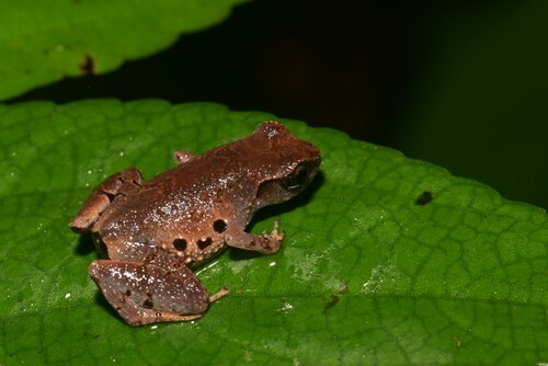 Kamborangah Borneo Frog, Leptobrachella baluensis