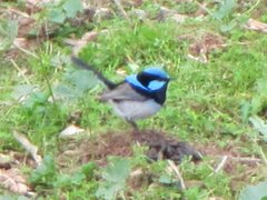 Malurus cyaneus cyanochlamys