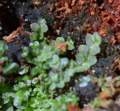 Calypogeiaceae
