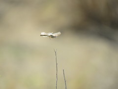 Selysiothemis nigra