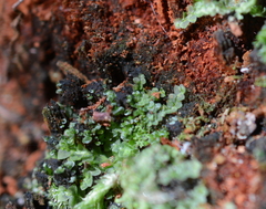 Calypogeiaceae