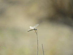 Selysiothemis nigra