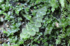 Calypogeiaceae