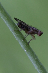 Opomyzidae