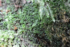 Calypogeiaceae