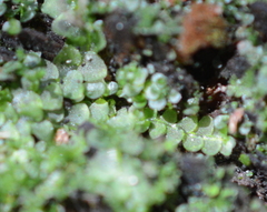 Calypogeiaceae