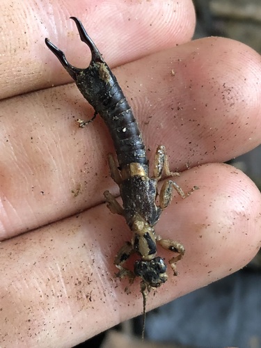 Pygidicrana bivittata