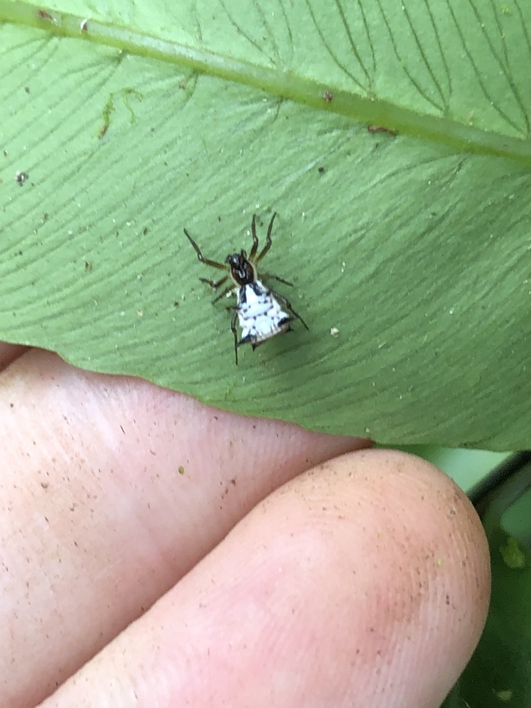 Micrathena cornuta