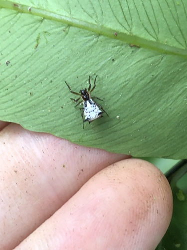 Micrathena cornuta