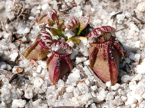 Image of Cephalotus follicularis by (c) naturewatchwidow, some rights reserved (CC BY)