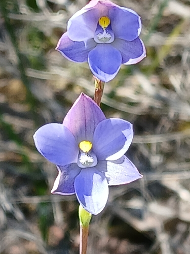 Image of Thelymitra cornicina by (c) naturewatchwidow, some rights reserved (CC BY)