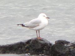 Chroicocephalus novaehollandiae novaehollandiae