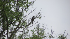 Cacomantis passerinus