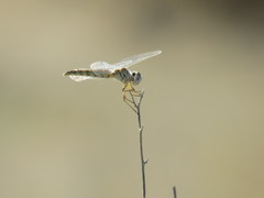 Selysiothemis nigra