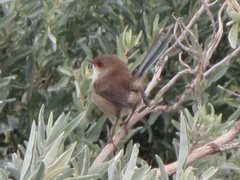 Malurus cyaneus cyanochlamys