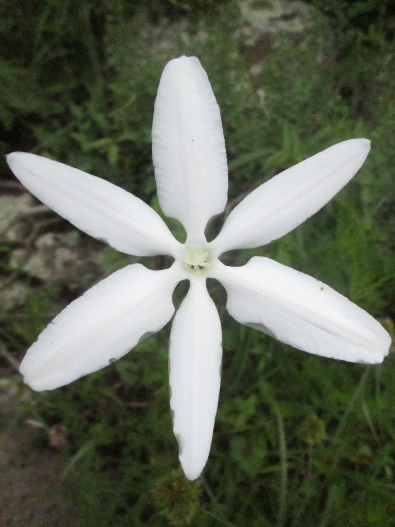 Photos Of Mexican Star Milla Biflora Inaturalist