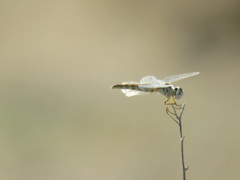 Selysiothemis nigra