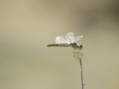 Selysiothemis nigra
